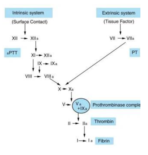 <p>an inherited coagulation disorder resulting in factor 8 deficiency</p><p>seen in horses, cattle, sheep: x-linked inheritance and recessive, only reported in males</p>