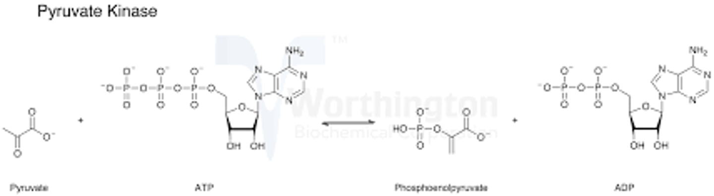 <p>(C) Pyruvate Kinase</p><p>Pyruvate Kinase is upregulated by Fructose-1,6-Bisphosphate, linking the rate of this reaction to the actions of PFK-1, coordinating how quickly Glycolysis goes.</p><p>I often like to think of F-1,6-BP as the chain connecting the bike wheels of PFK-1 and Pyruvate Kinase, keeping both wheels spinning at the same rate.</p>