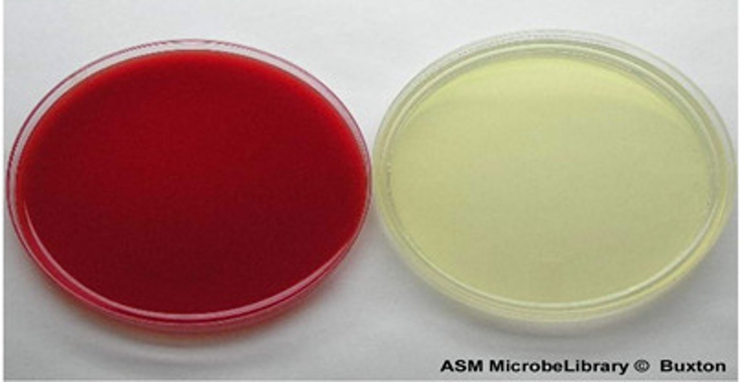 <p>used to grow a variety of bacteria, no special growth factors</p>
