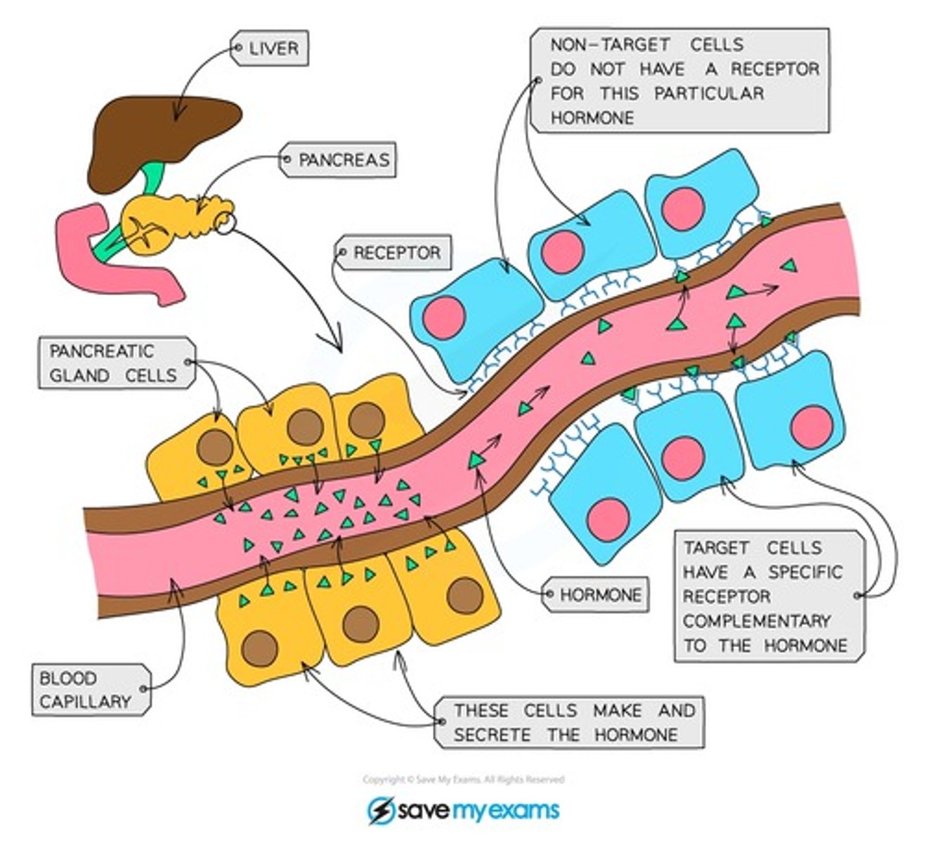 <p>hormone class</p><p>- synthesized: as inactive pre-prohormones </p><p>> cleaved to prohormones before storage (active)</p><p>- stored: in secretory granules in cytoplasms</p><p>- released: into interstitial fluid or circulation</p><p>- solubility: water soluble, no binding proteins</p><p>- t1/2: 4 min-2 hrs</p><p>- receptor: membrane bound GCPR</p><p>> does not cross plasma membrane</p><p>- ex: insulin, glucagom, GLP-1, growth hormones</p>