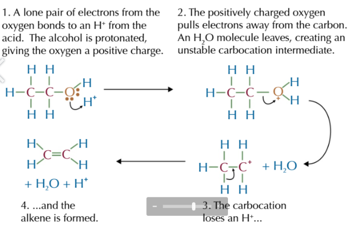 <p>elimination mechanism</p>