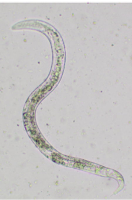 <p>The image depicts what species?</p>