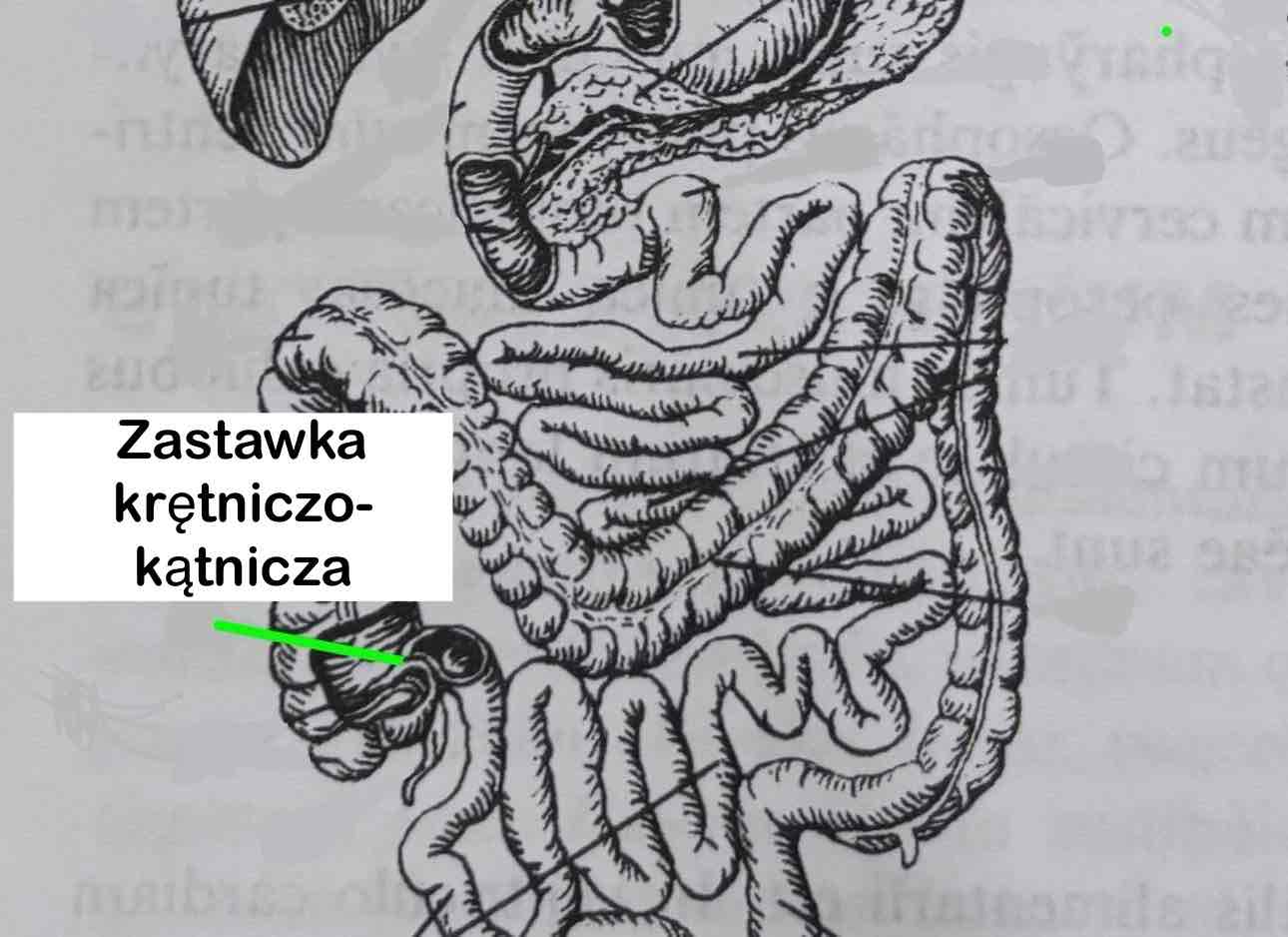 <p>Zastawka krętniczo-kątnicza</p>