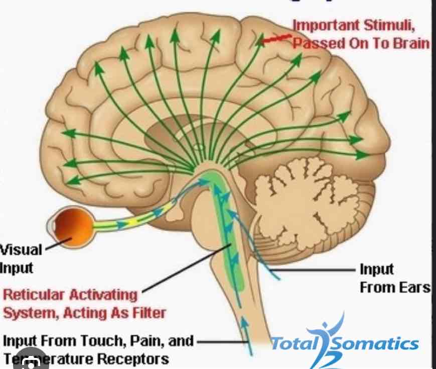 <p>Reticular Activating System</p>