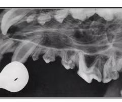 <p><span><span>How do you view teeth on radiograph?</span></span></p>
