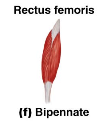 muscle fibers on both sides of the tendon; rectus femoris
- Oblique fascicles on both sides of the tendon.
- Equal pull on both sides of the tendon.
- Adapted to lift heavy weight short distances.
- Contract a short distance.
e.g., Rectus femorus or Triceps brachii