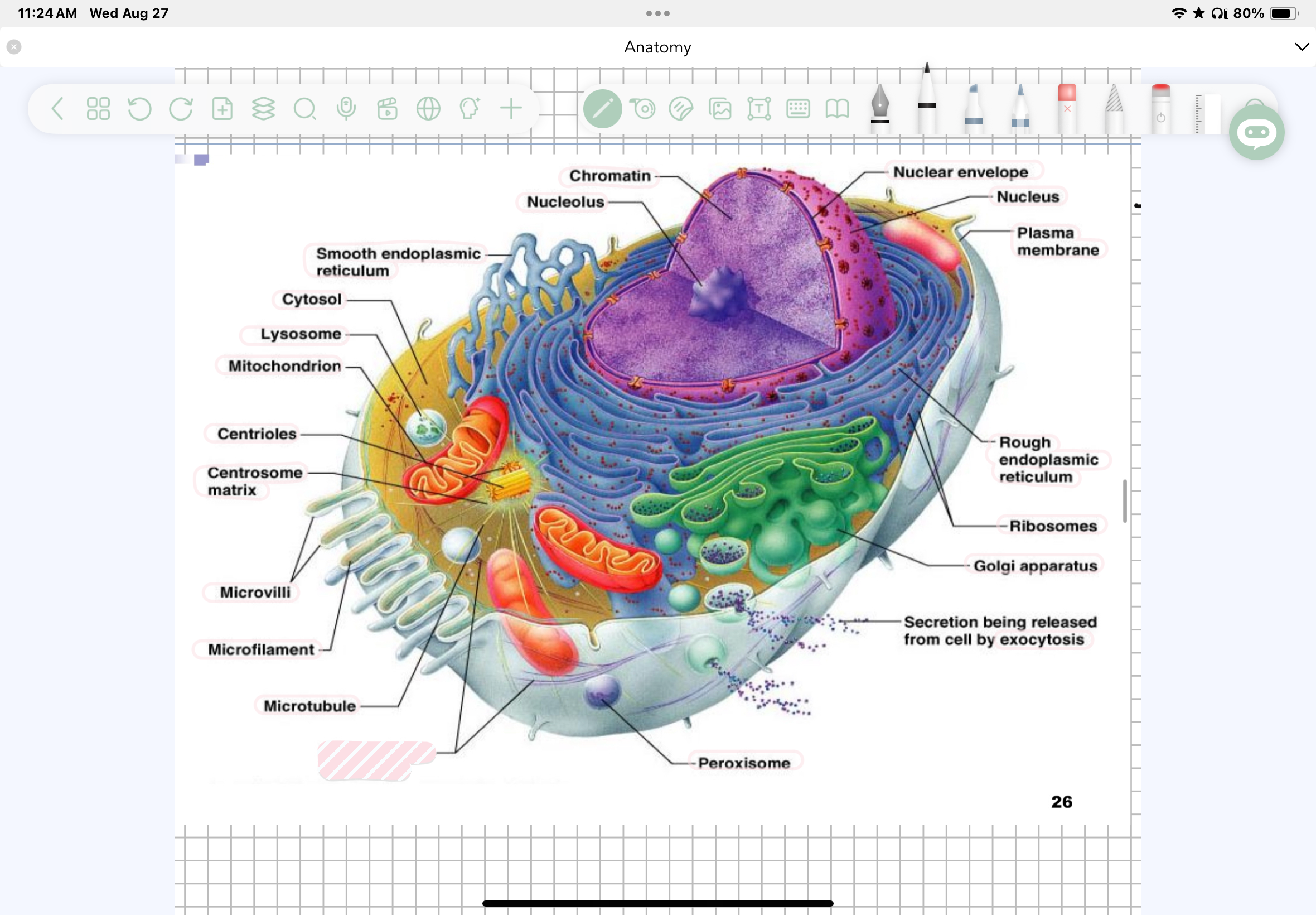term image