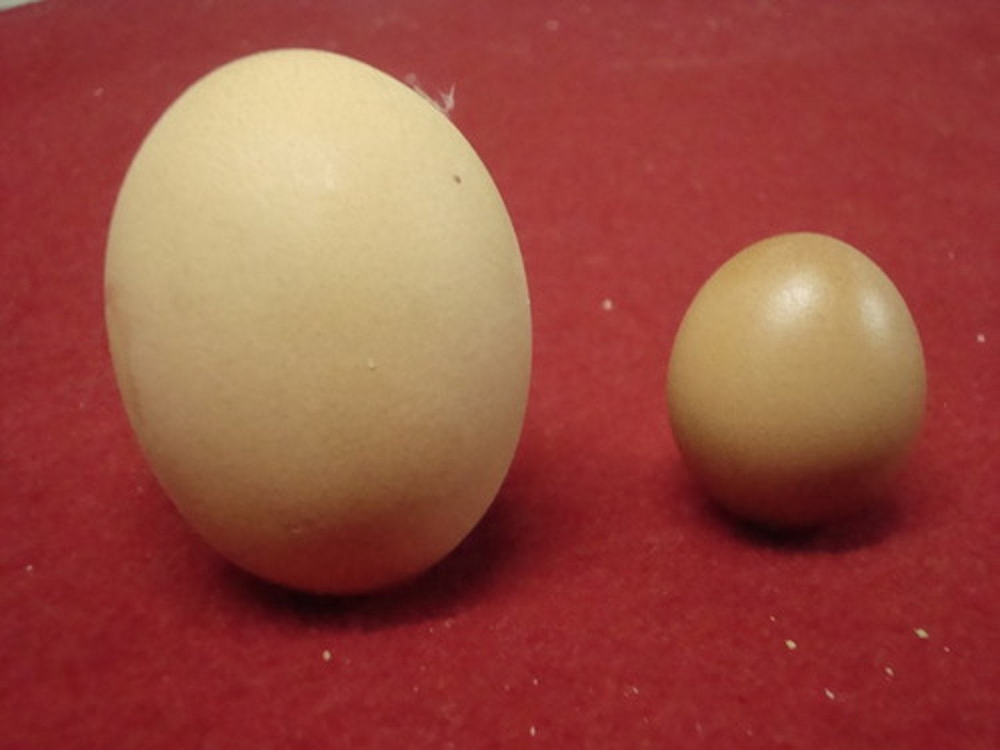 <p>egg</p>