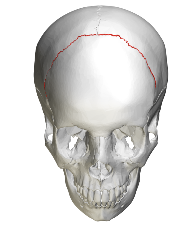 <p>What suture do the parietal and frontal bone form?</p>