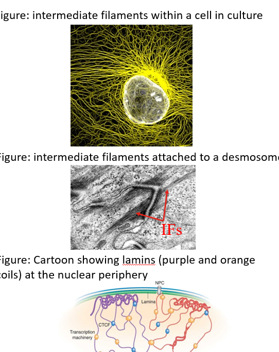 <p><strong>Rope like</strong> polymers of intermediate filament proteins. 10nm in diameter</p><p>Heterogenous protein family (variety). Detailed molecular composition <strong>may vary be cell type</strong> eg keratin (epethelia) GFAP (glail)</p><p><span>Cytoplasmic intermediate filaments <strong>form a network. </strong>Typically <strong>most dense around the nucleus</strong> &nbsp; </span></p><p><span>Functions are<strong> mainly mechanical.  </strong>They also <strong>anchor cells </strong>at some cell junctions: desmosomes &amp; hemidesmosomes</span></p><p><span>A particular type of IF, <strong>lamins</strong>, inside the nucleus, support <strong>nuclear structure</strong> &amp;<strong> protect chromatin.</strong></span></p>
