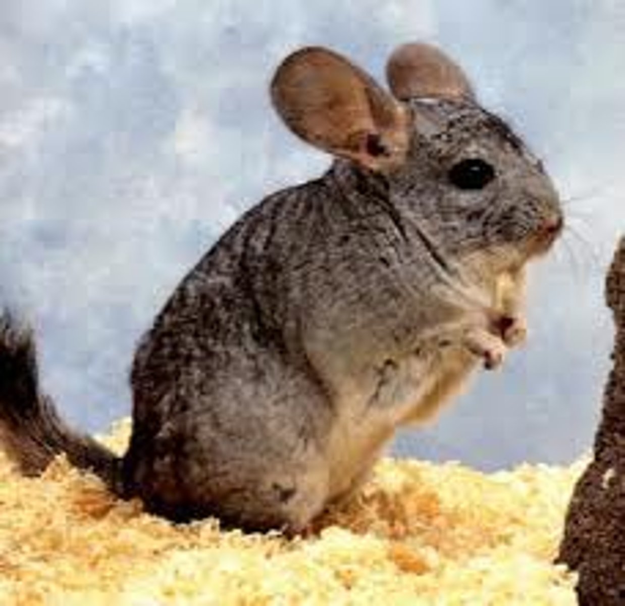 <p>chinchilla</p>