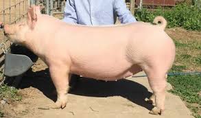 <p>What is this swine breed?</p>