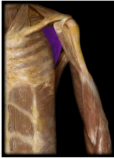<p>Name this muscle and its insertion </p>