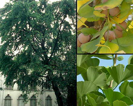 (Ginkgo biloba)