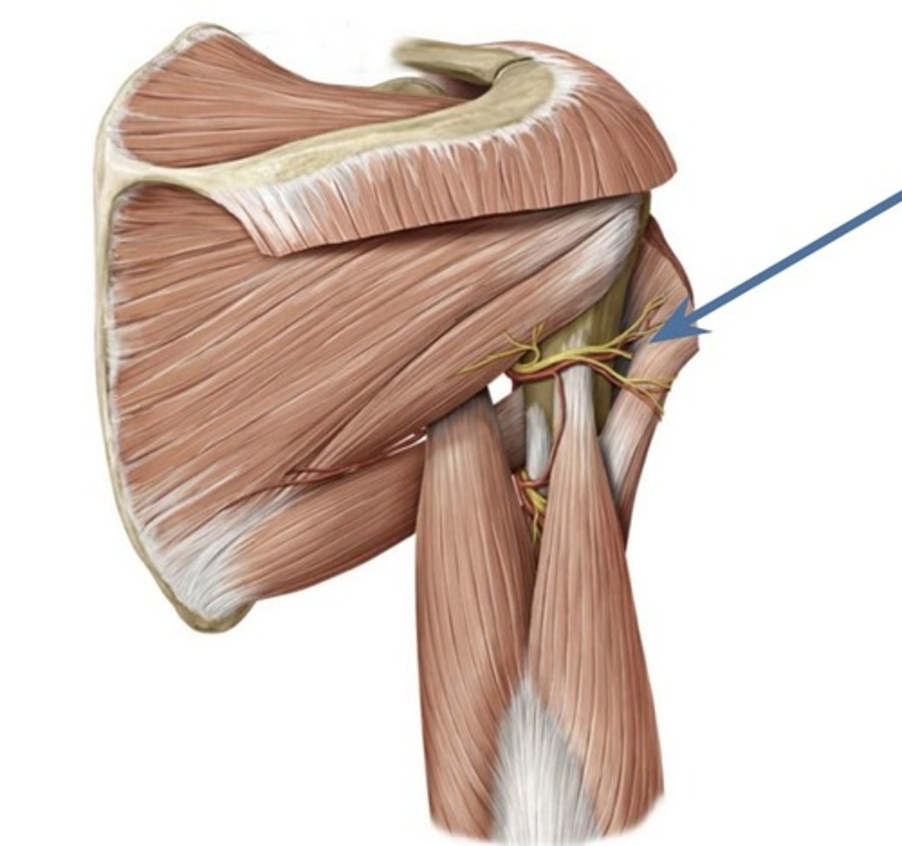 <p>Name this Space</p><p>Bounderies:</p><p>Lat. Border: lat. head of triceps</p><p>Med. Border: long head of triceps</p><p>Sup. Border: teres minor</p><p>Inf. Border: teres major</p><p>Contents:</p><p>1. axillary nerve</p><p>2. posterior circumflex humeral (PCH) a.</p>