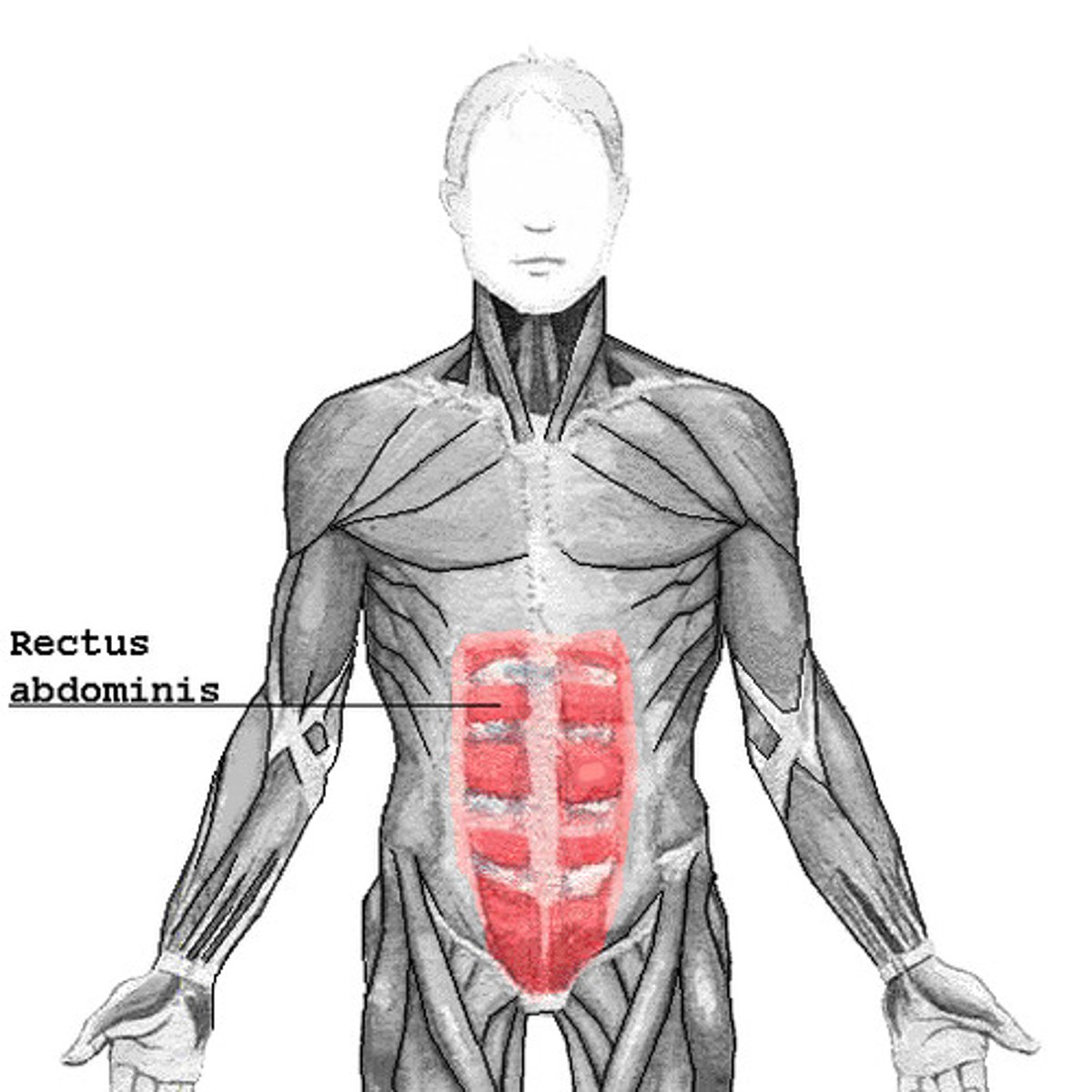 <p>-Origin: pubis.</p><p>-Insertion: costal cartilage of ribs 5-7, xiphoid process of sternum</p><p>-Actions: Trunk flexion.</p>