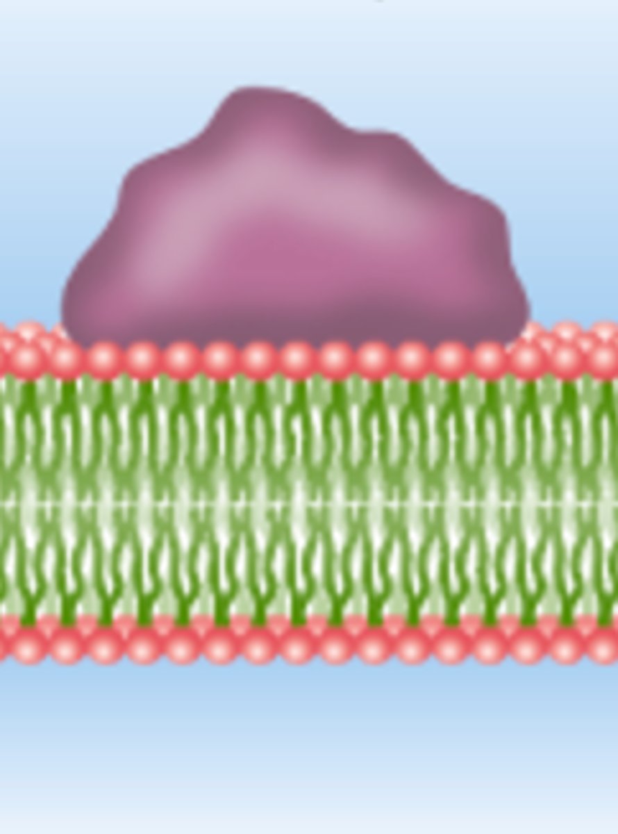 <p>_____ proteins adhere to one face of the plasma membrane and are usually tethered to the cytoskeleton</p>