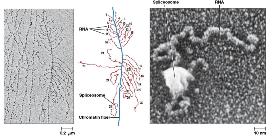 <p>non-coding RNA molecules in the nucleus of eukaryotic cells that primarily function in pre-mRNA splicing</p>