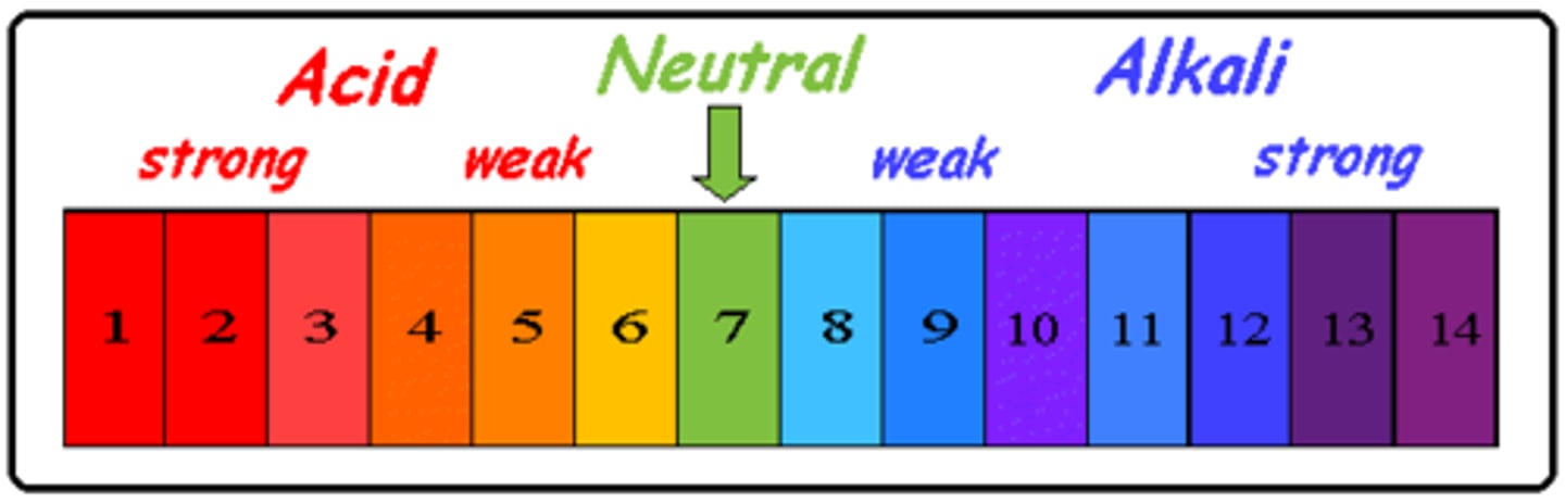 <p>a piece of paper that has one or more chemical indicators on it and that changes colors depending on the amount of H+ ions in a solution</p>