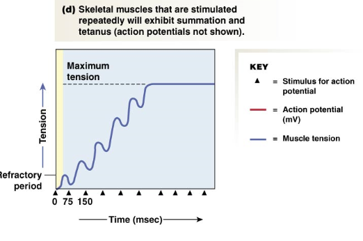 <p>sustained contraction</p>