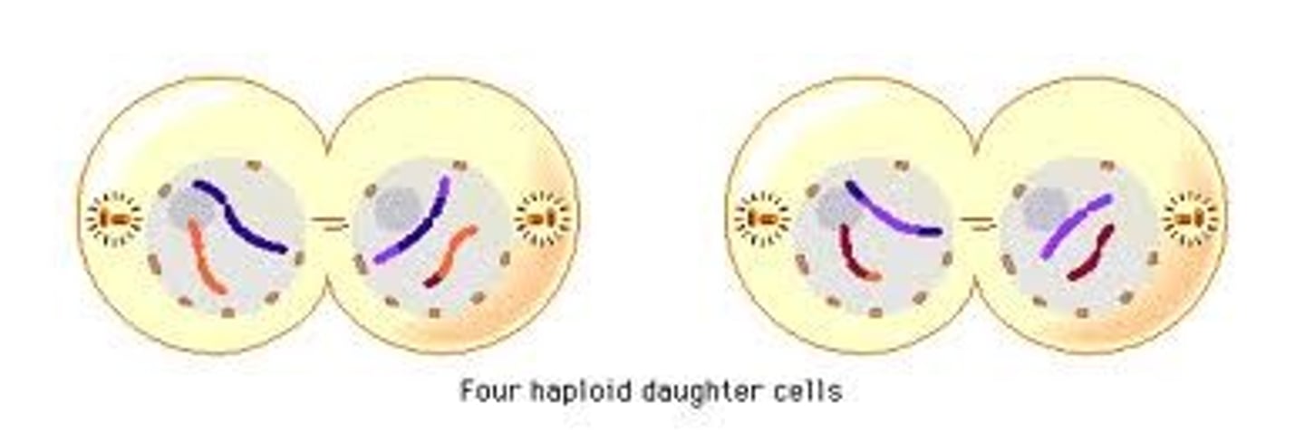 <p>- In each cell, 2 nuclear envelopes will develop to form 2 haploid nuclei</p><p>- The 2 cell divide by cytokinesis to produce 4 haploid daughter cells</p>