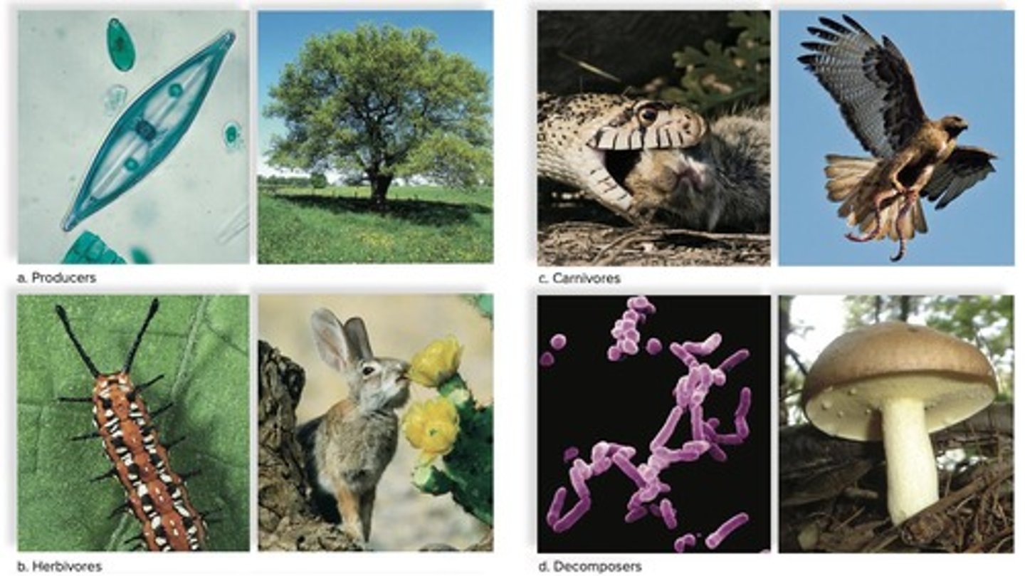 <p>Organisms that primarily consume plants.</p>