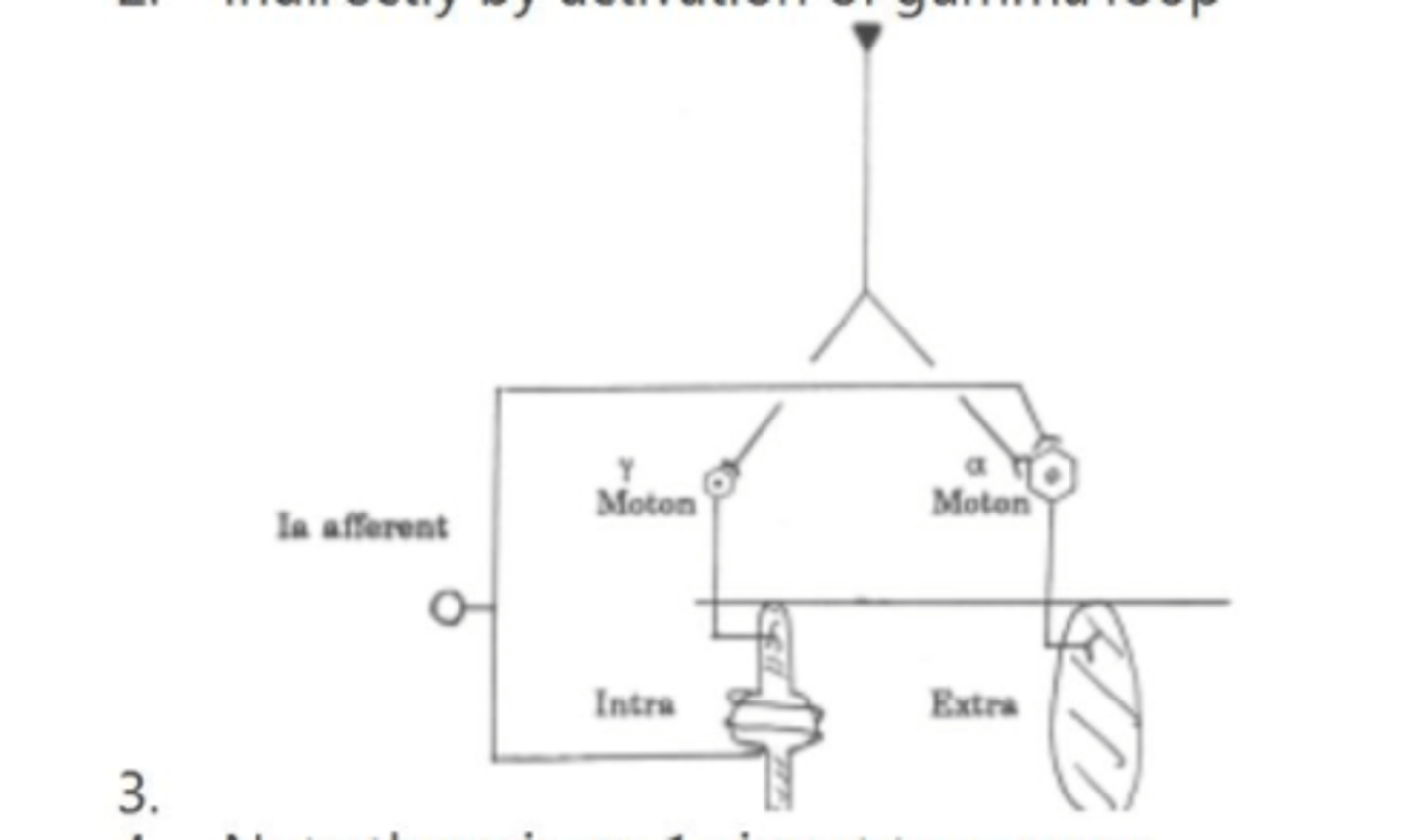 <p>Changes in deep tendon reflex can reflect changes in excitability of alpha motorneuron<br><br>Directly modulated by activation of alpha<br><br>Indirectly modulated by activation of gamma loop<br><br>There is no 1a input to gamma</p>