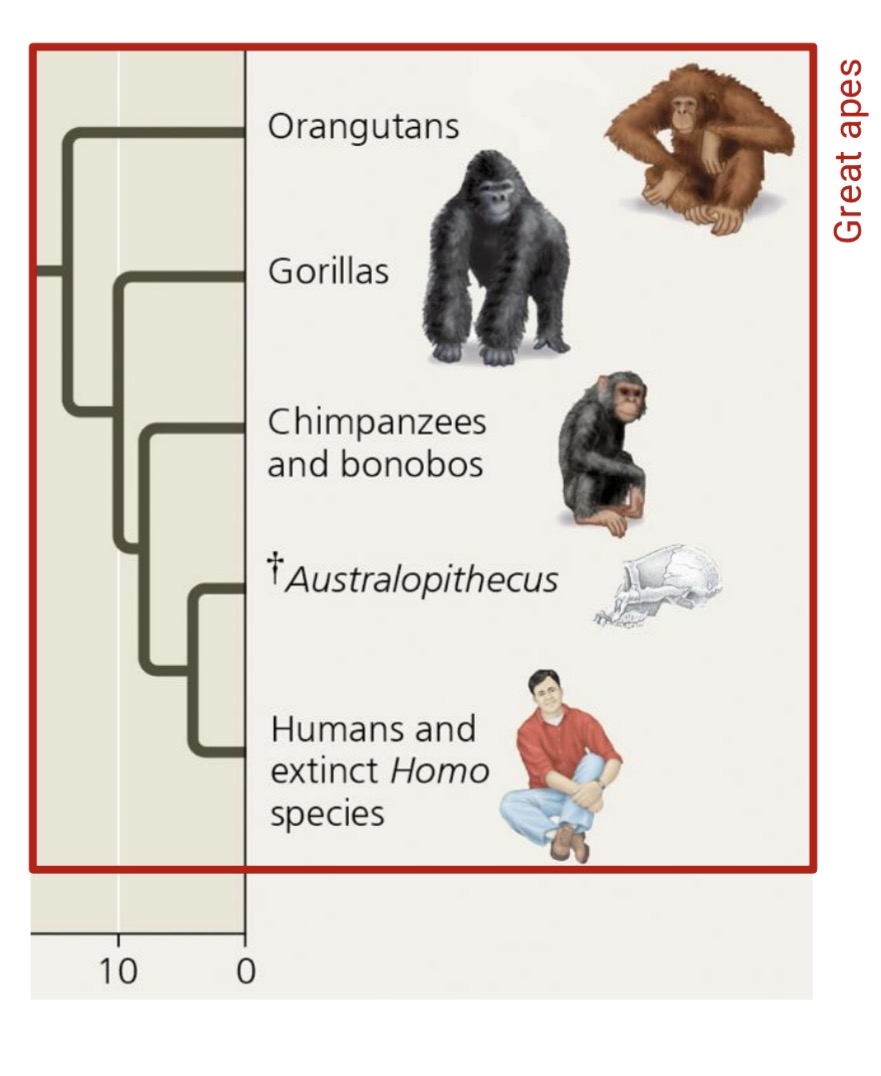 <p>Tehy shared a common ancestor</p><p>Not humans evolved from chimpanzees</p>