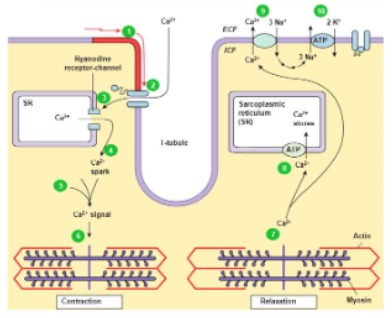 <ul><li><p>ca2+, contraction, sarcoplasmic reticulum</p><ul><li><p>L-type, Ca2+, opens</p></li><li><p>Ryr</p></li><li><p>SR, Ryr</p></li><li><p>pumped back, SR</p></li></ul></li><li><p>Na+, Ca2+</p></li></ul><p></p>