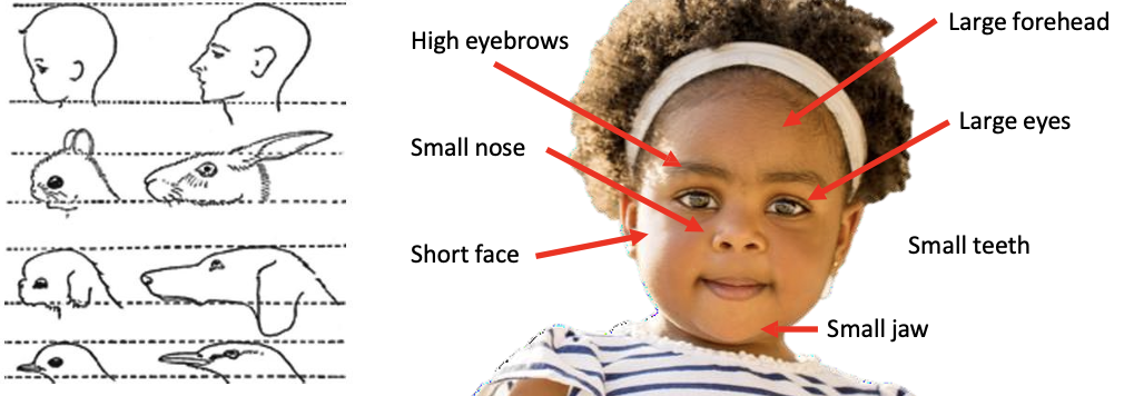 <p><span><span>Infantile features may be associated with </span><strong><span>less aggression </span></strong><span>and </span><strong><span>social tolerance</span></strong></span></p><ul><li><p>these infantile features are what signal that something or someone are vulnerable and if we think they are vulnerable, we are motivated to protect and help</p></li></ul><ul><li><p><span><span>appearance of vulnerability in adults can also elicit altruistic behaviours</span></span></p></li></ul><p></p>