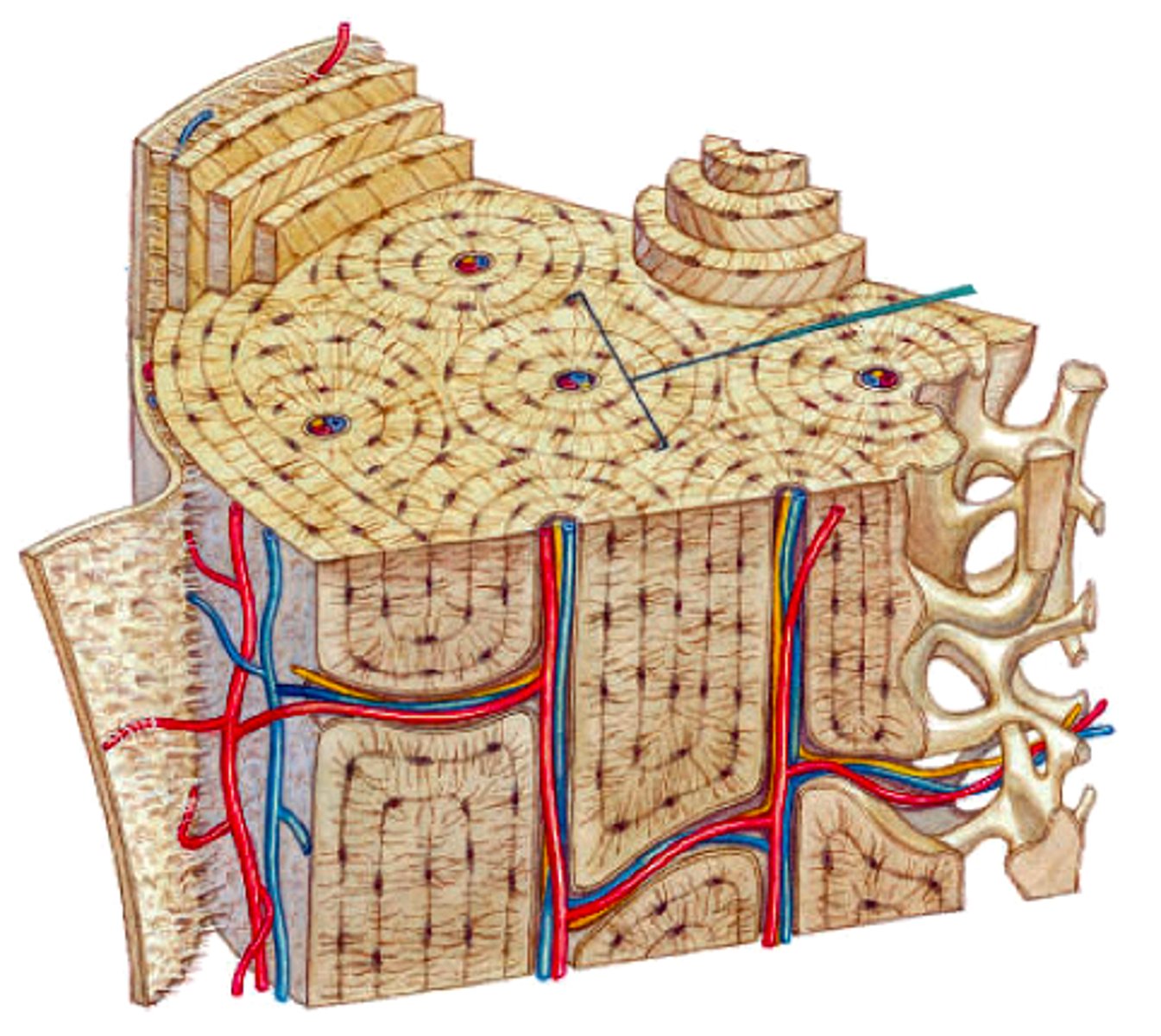<p>Iš išorės kaulą dengia antkaulis, kurio giliajame sluoksnyje glūdintys osteoblastai augina kaulą storyn, o suaugusių žmonių suformuoja lūžusių kaulų randus.<br><br>Antkaulyje gausu nervų galūnių, todėl jis skausmingas.</p>