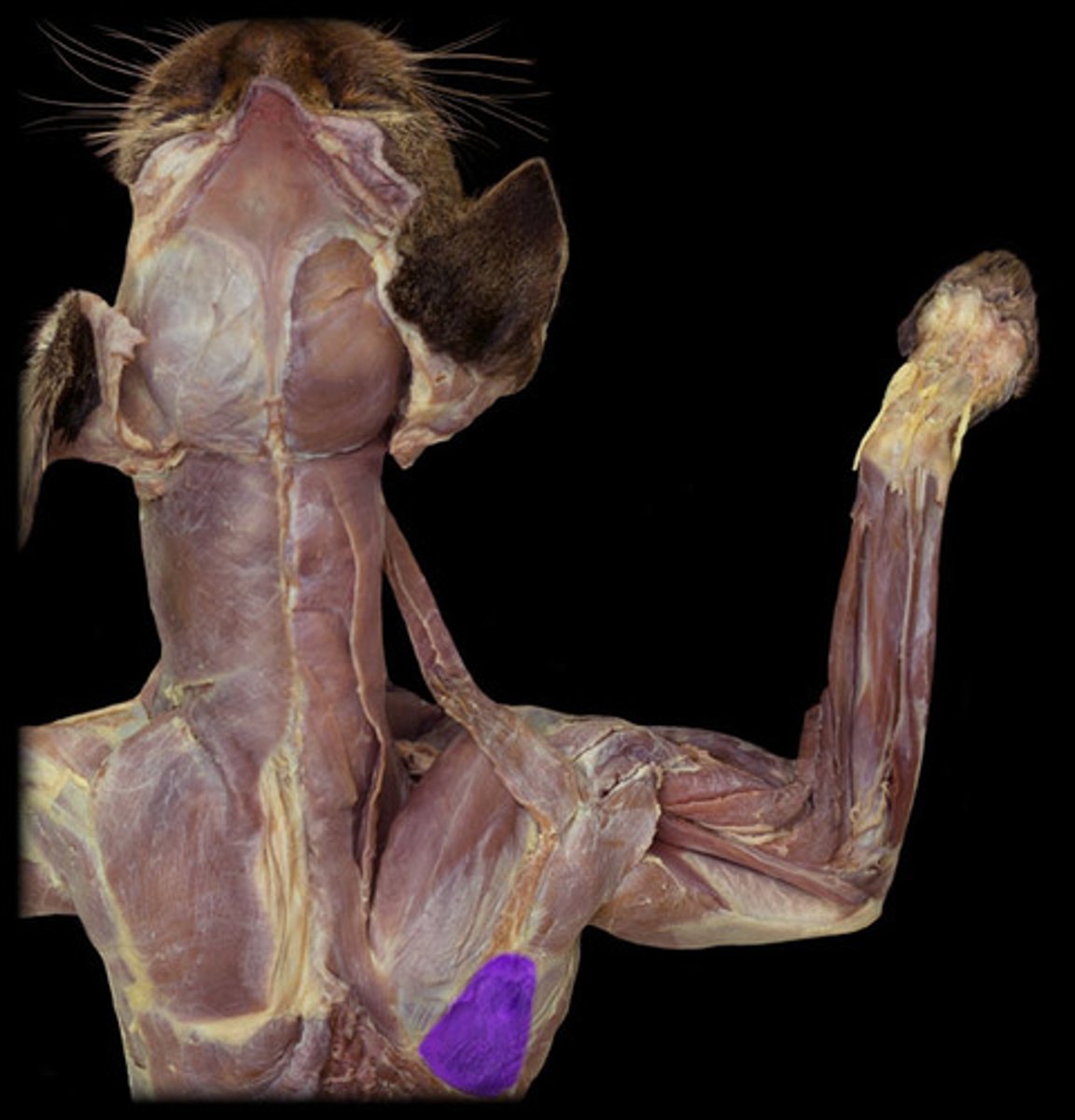 <p>origin: infraspinous fossa of scapula</p><p>insertion: greater tubercle of humerus</p>