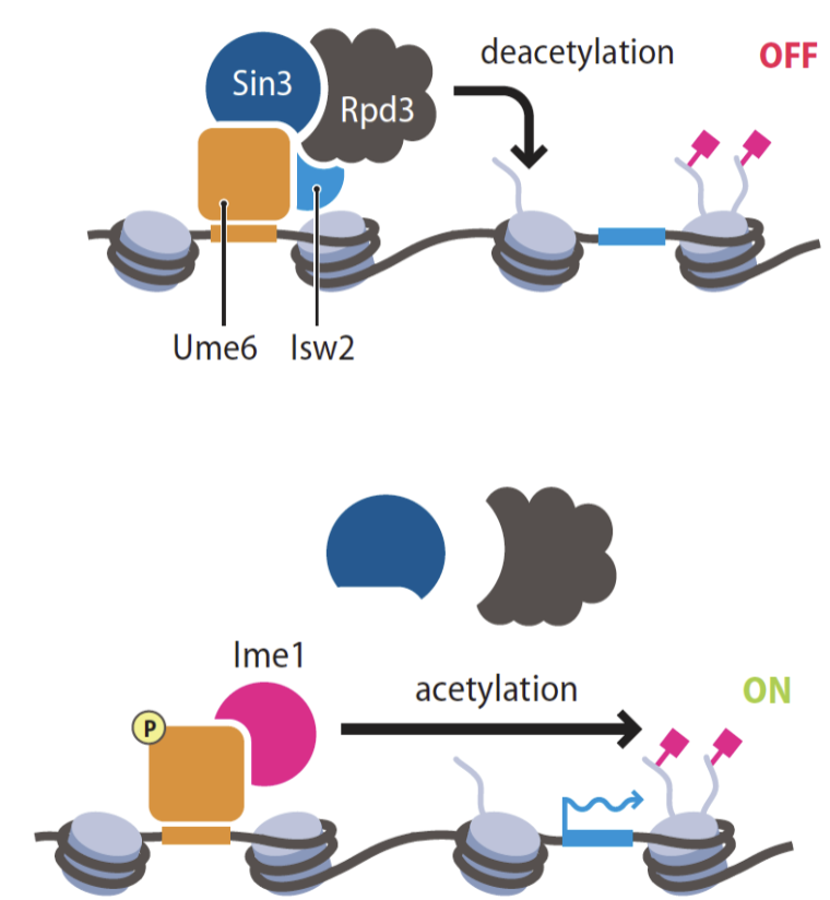 <p>represses transciption</p>
