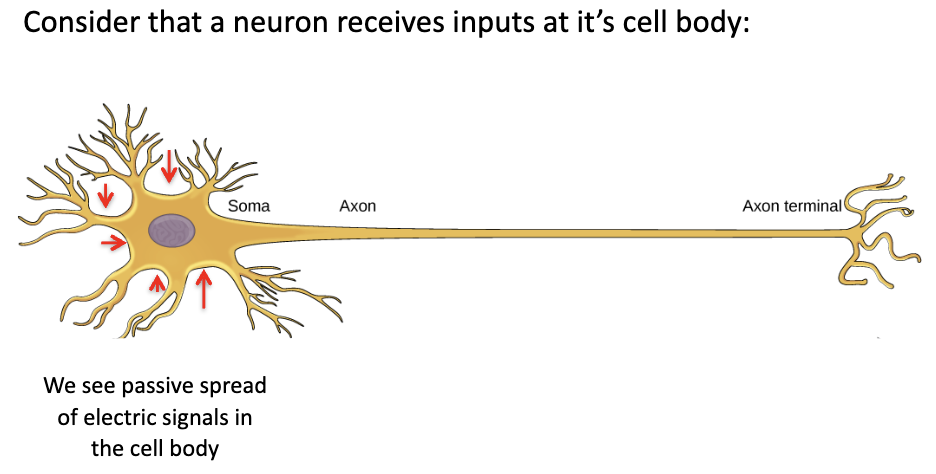 <ul><li><p>Neuron receives input at soma (cell body)</p></li><li><p>Current spreads <strong>passively</strong> through cytoplasm</p></li><li><p>This spread is limited → decays with distance</p></li></ul><p></p>