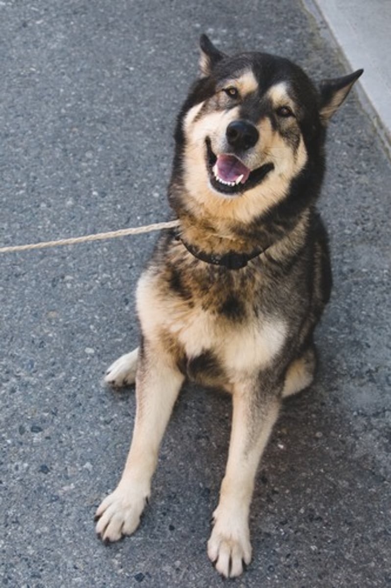 <p>(adj.) Friendly, good-natured, or easy to talk to</p>