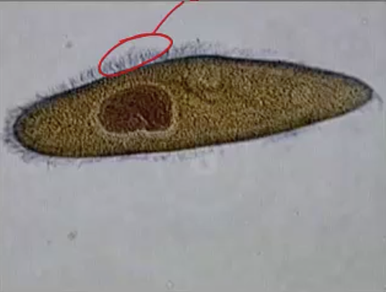 <p>What phylum and species is this?</p>