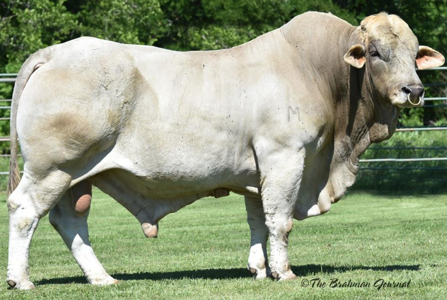 <ul><li><p>5/8 Charolais 3/8 Brahman</p></li><li><p>White or yellow, horned or polled</p></li><li><p><strong>Better carcass than a Brahman</strong></p><ul><li><p><strong>Terminal crossbreeding</strong></p></li></ul></li></ul><p></p>
