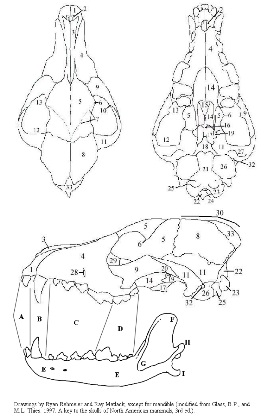 <p>squamosal</p>
