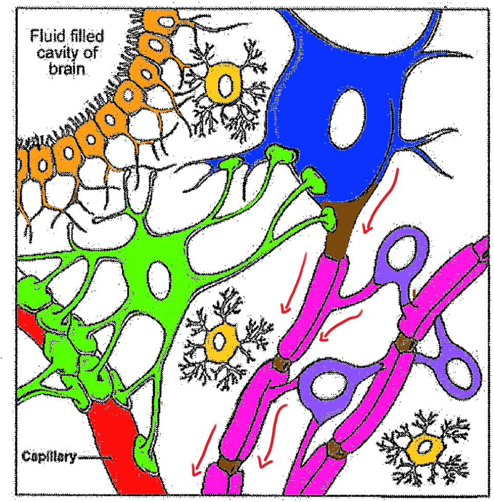 <p>Which is orange?</p>