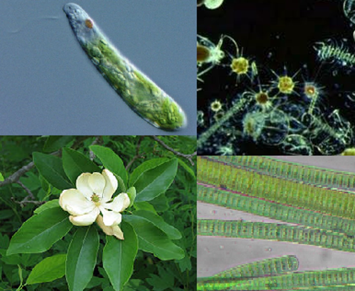 <p>Organisms which use sunlight to synthesize organic nutrients from inorganic sources.</p>