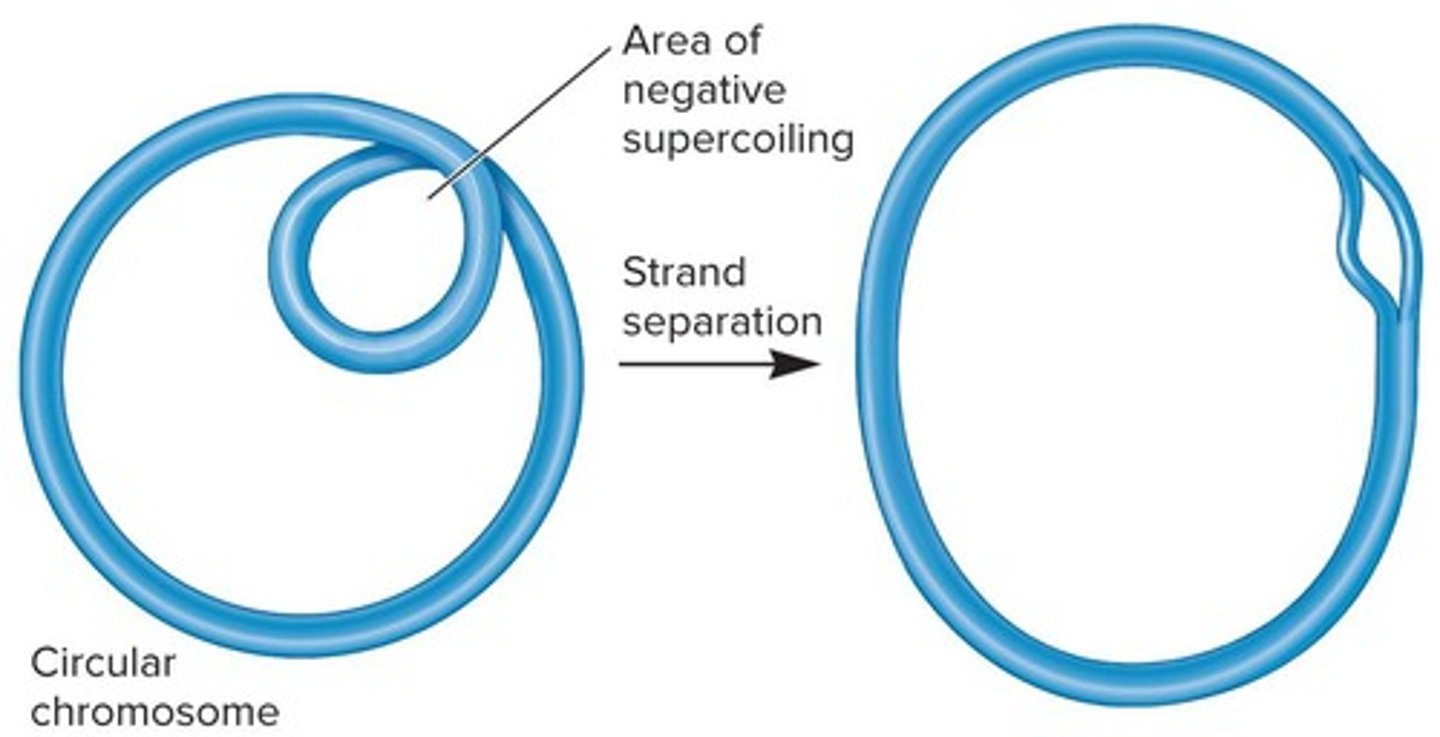 <p>DNA supercoiling is the additional coiling of DNA strands due to twisting forces, which further compacts bacterial chromosomes.</p>