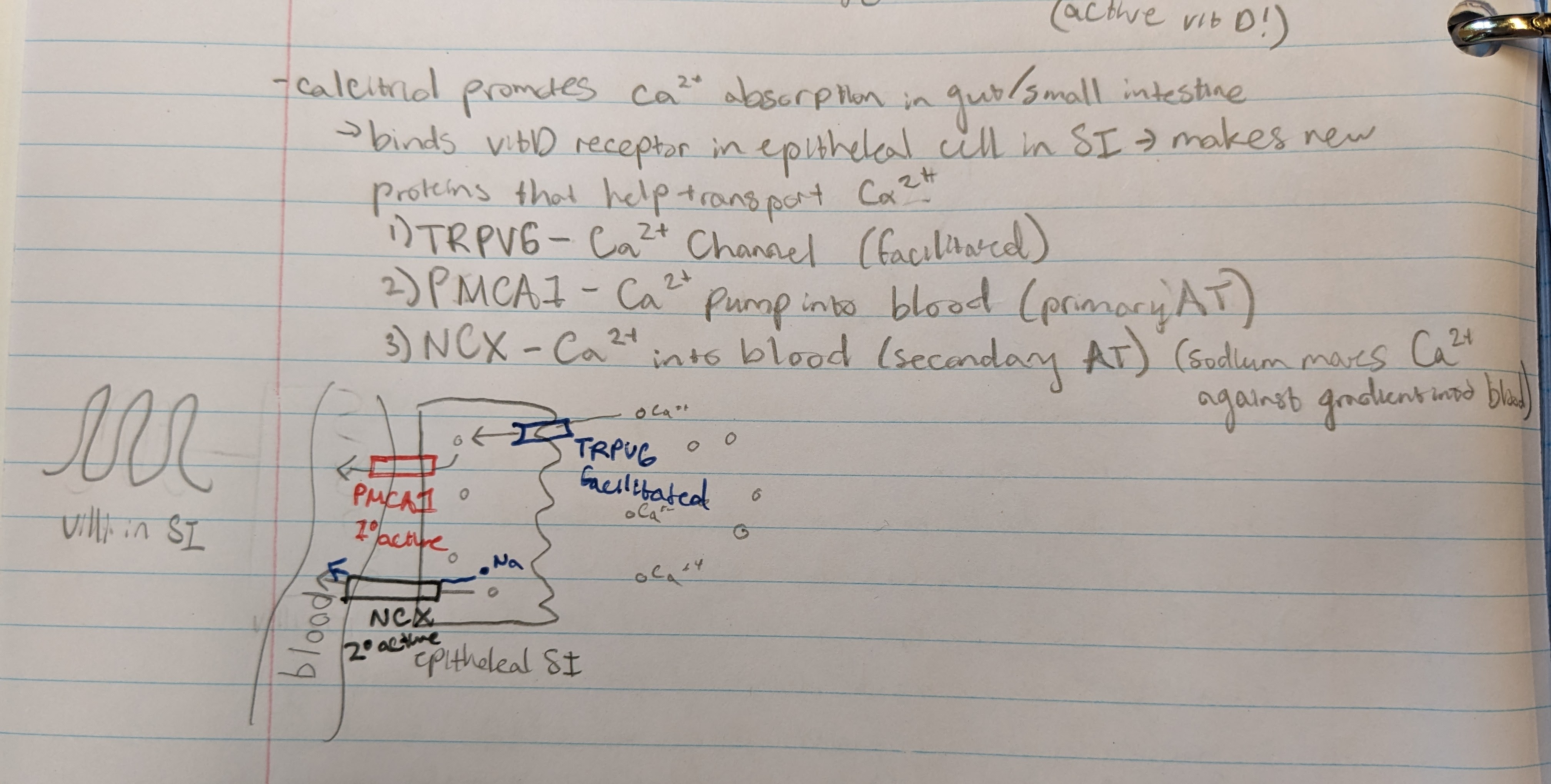 <p>1) TRPV6 - Ca channel (facilitated)</p><p>2) PMCA1 - Ca pump into blood (primary active transport)</p><p>3) NCX - Ca pump into blood (secondary active transport) (sodium moves Ca against gradient into blood)</p>