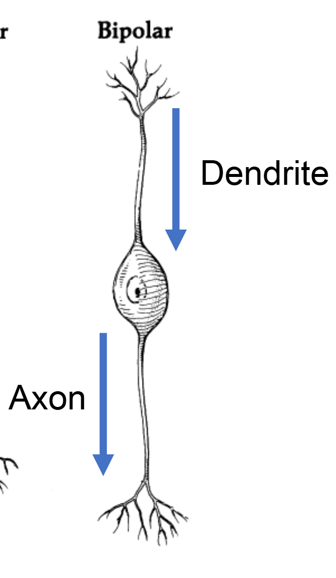 <p><span>Bipolar Neurons</span></p>