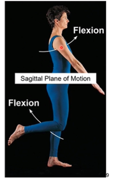 <ol><li><p>Medial-lateral (ML or “mediolateral”) axis. It goes with the Sagittal plane of motion. The achieves flexion (decreasing the joint angle) and extension (increasing joint angle)</p></li></ol><p></p>