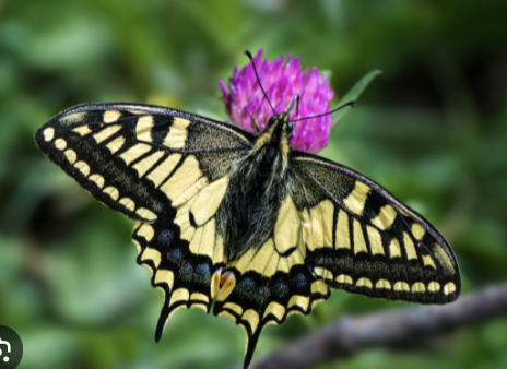 <p>swallowtail butterfly </p>