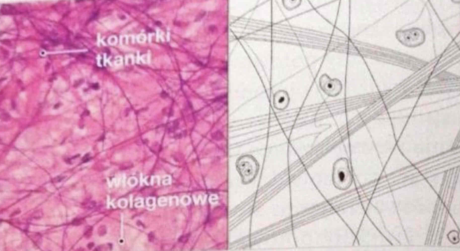 <p>Co to za tkanka? </p>