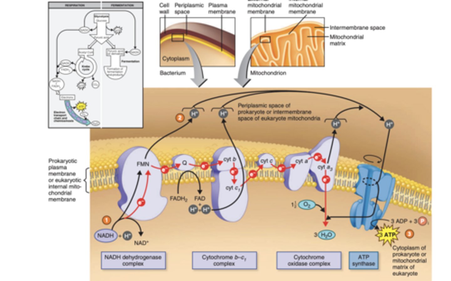 <p>Outer portion is acidic and has a positive electrical charge.</p>