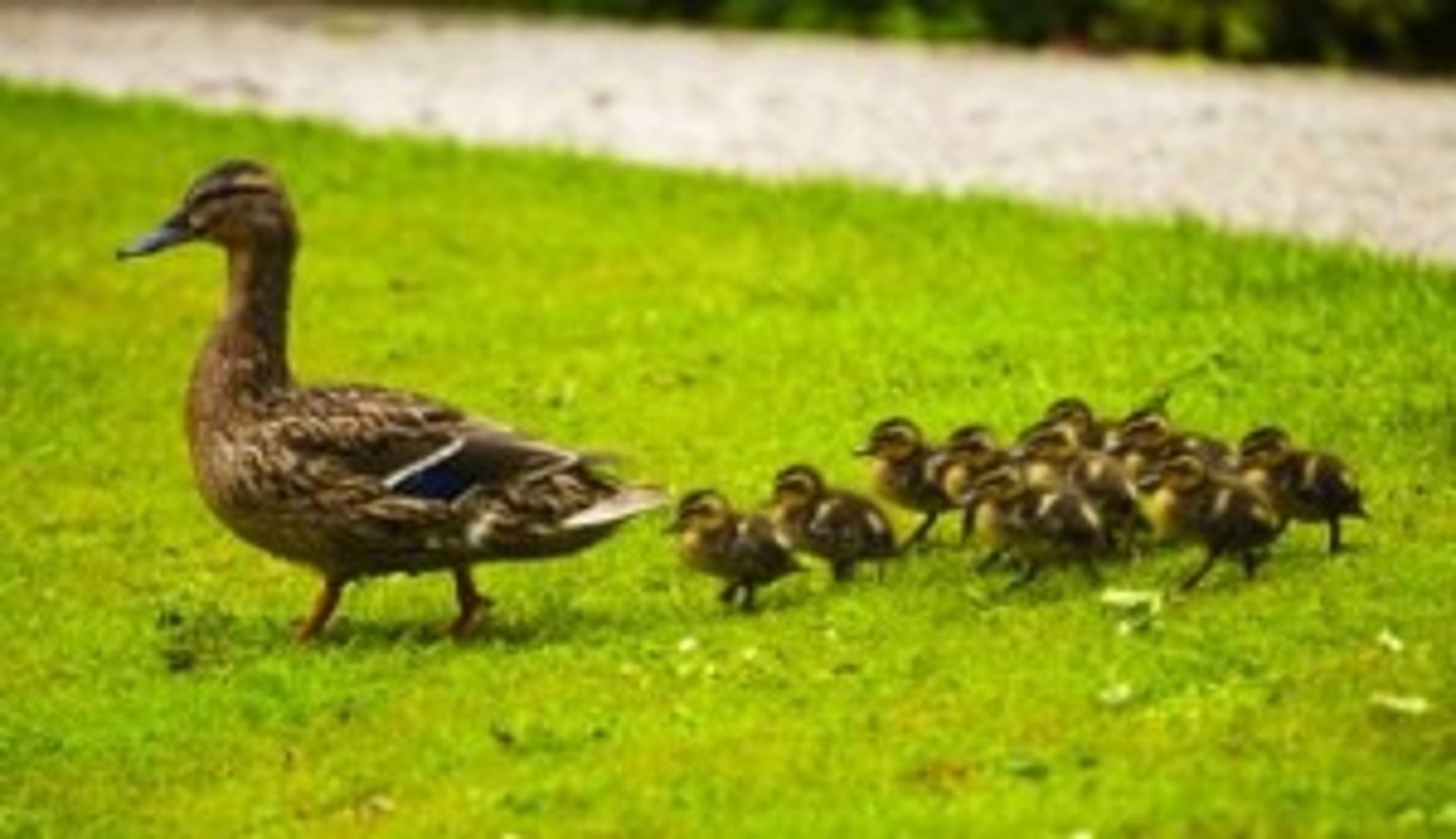 <p>führen, ziehen</p>