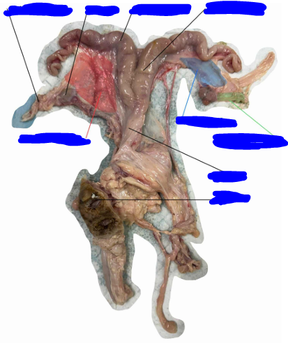<p>Identify the specie where this organ came from</p>