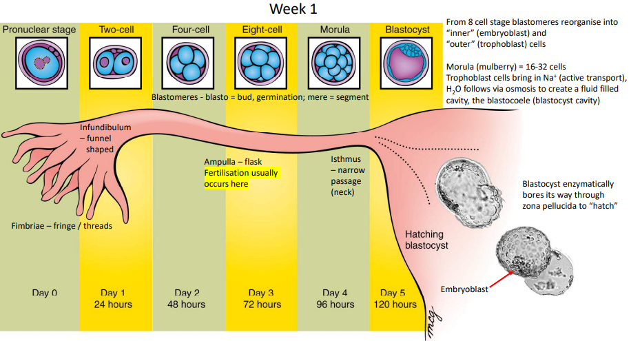 <p>Day 0 - Pronuclear stage</p><p>Day 1 - Cleavage begins, 2-cell stage</p><p>Day 2 - 4-cell stage</p><p>Day 3 - 8-cell stage, embryoblasts and trophoblasts form</p><p>Day 4 - Morula, blastocoele forms</p><p>Day 5 - Hatching</p><p>Day 6 - Implantation, epiblast and hypoblast formed from embryoblasts (bilaminar embryo)</p><p>Day 7 - Implantation, cytotrophoblast and syncytiotrophoblast formed from trophoblast</p>
